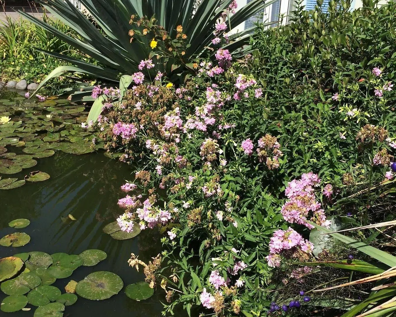 Water Lily Garden Bed & Breakfast Christchurch